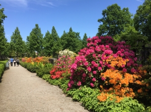 Flowers blooming in Rosegarden