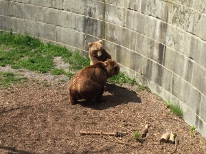 Bears in action